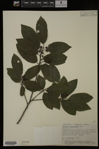 Image Associated With the Occurrence