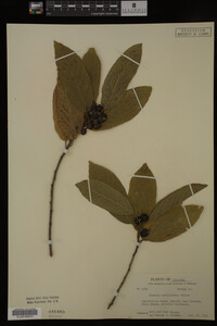Image Associated With the Occurrence