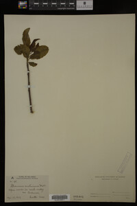 Image Associated With the Occurrence