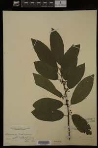 Image Associated With the Occurrence