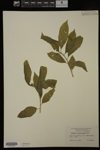 Image Associated With the Occurrence