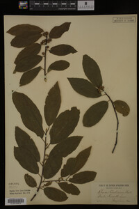 Image Associated With the Occurrence