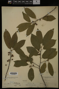 Image Associated With the Occurrence