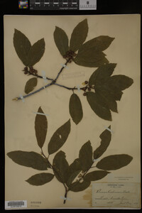 Image Associated With the Occurrence