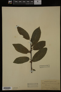 Image Associated With the Occurrence