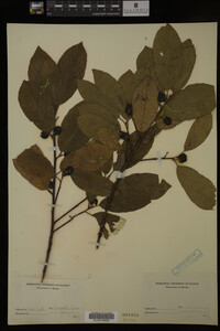 Image Associated With the Occurrence