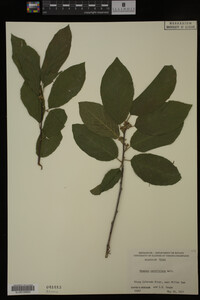 Image Associated With the Occurrence
