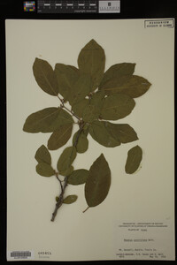 Image Associated With the Occurrence