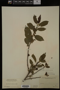 Image Associated With the Occurrence