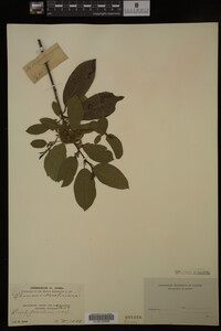 Image Associated With the Occurrence