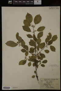 Rhamnus frangula image