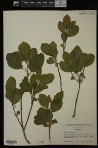 Rhamnus frangula image