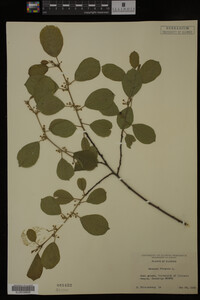 Rhamnus frangula image