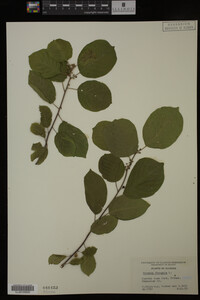 Rhamnus frangula image