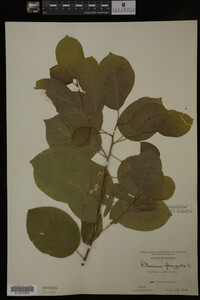 Rhamnus frangula image