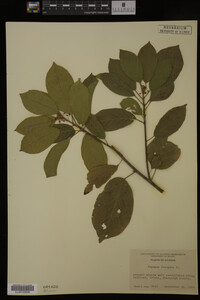 Rhamnus frangula image