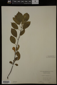 Rhamnus frangula image