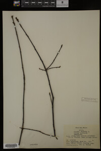 Rhamnus frangula image