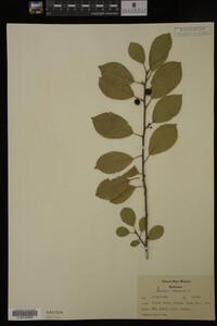 Rhamnus frangula image