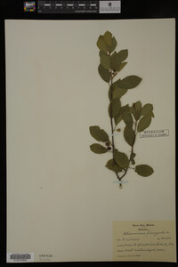 Rhamnus frangula image