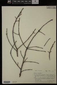 Rhamnus frangula image