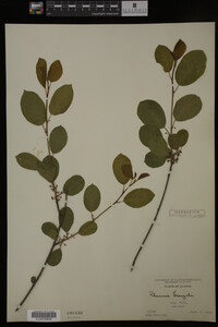 Rhamnus frangula image
