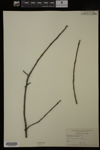 Rhamnus frangula image