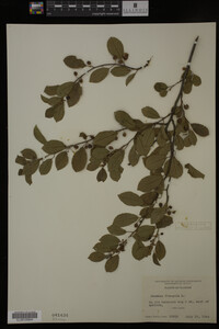 Rhamnus frangula image