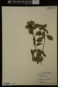 Rhamnus frangula image