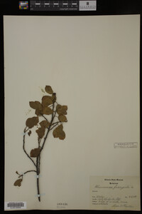 Rhamnus frangula image