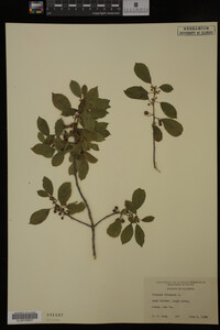Rhamnus frangula image