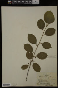 Rhamnus frangula image