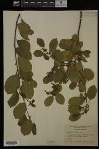 Rhamnus frangula image