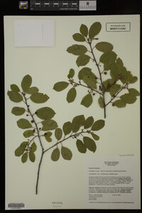 Rhamnus frangula image