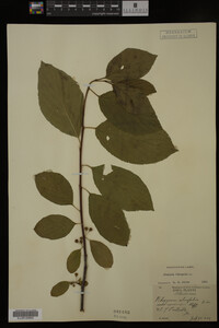 Rhamnus frangula image