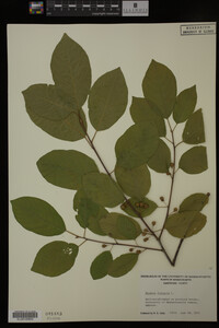 Rhamnus frangula image
