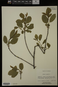 Rhamnus frangula image