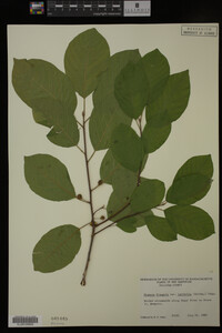 Rhamnus frangula image