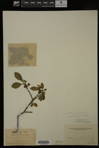 Rhamnus frangula image