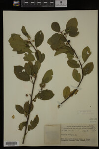 Rhamnus frangula image
