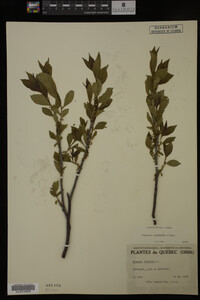 Rhamnus frangula image