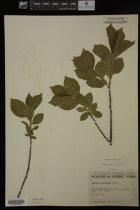 Rhamnus frangula image