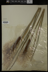 Typha angustifolia image