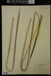Typha angustifolia image