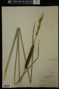 Typha angustifolia image