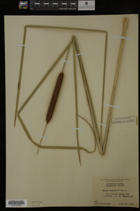 Typha angustifolia image