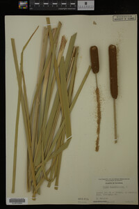 Typha angustifolia image