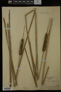Typha angustifolia image
