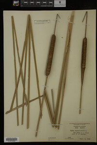 Typha angustifolia image