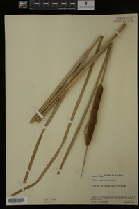 Typha angustifolia image